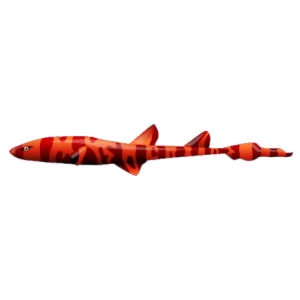 Firestripe Cat Shark